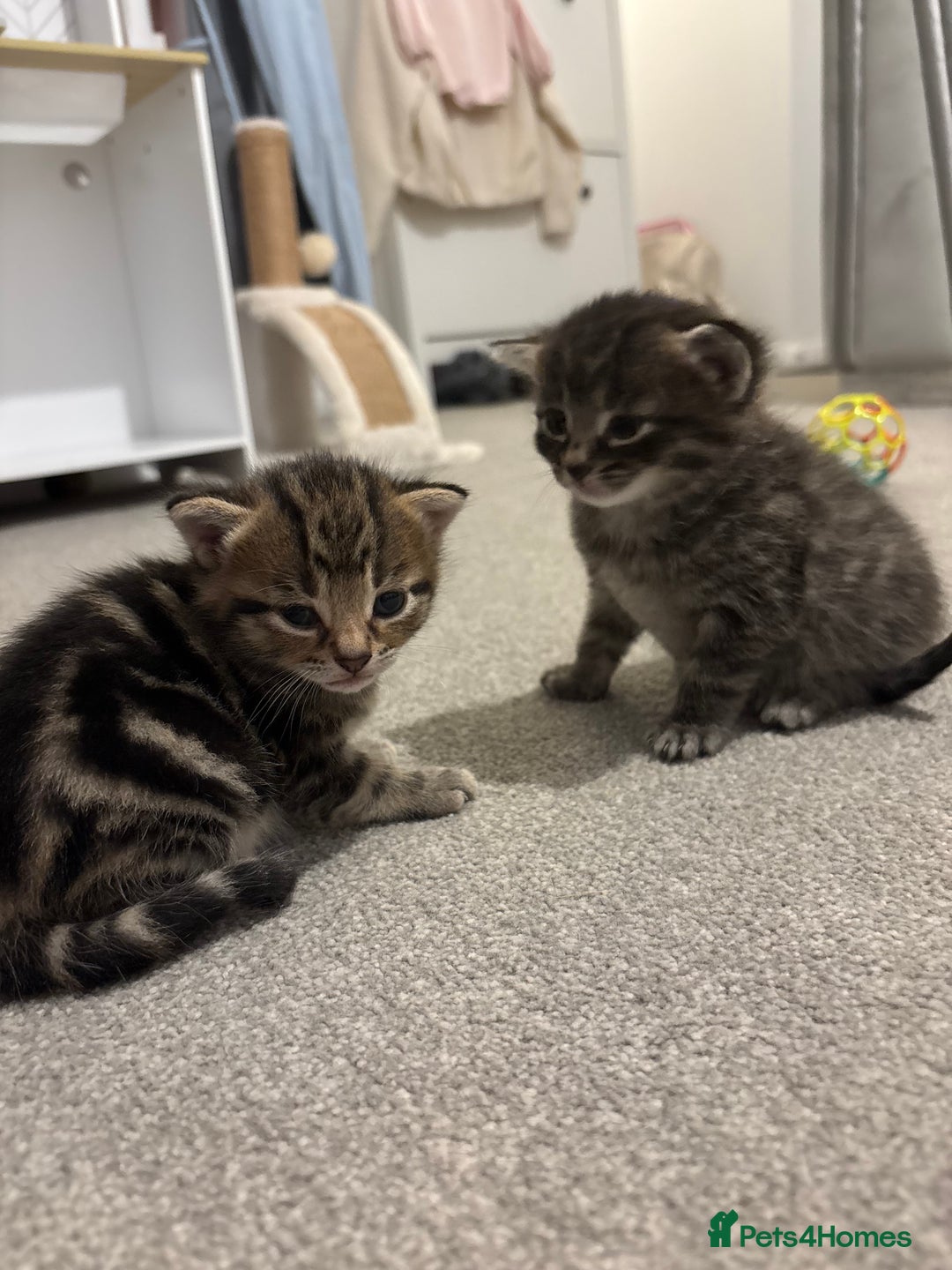 Mixed Breed cats for sale: Kittens for sale 🤍 - Image 5