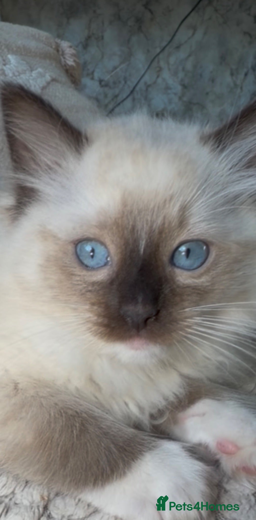 Ragdoll cats 💙 Ragdoll Kittens with Eyes as Blue as the Sky - Advert 1