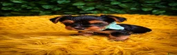 Yorkshire Terrier dogs for sale: Purebred Yorkshire Terrier Puppies Vaccinated  - Advert 17
