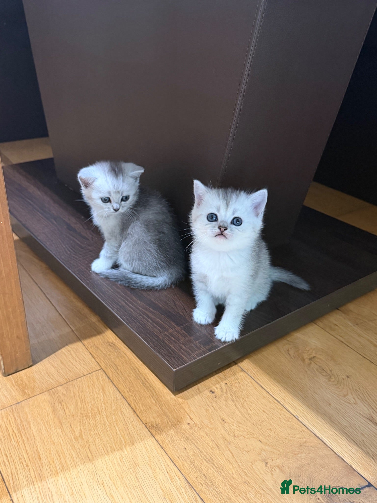 British Shorthair cats British Shorthair Silver Shaded - Advert 5