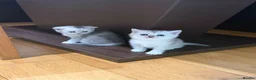 British Shorthair cats for sale: British Shorthair Silver Shaded - Advert 1