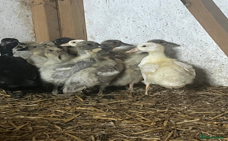 Ducks poultry in Cullompton - Advert 15