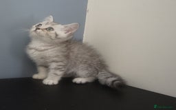 British Shorthair cats for sale: STUNNING British Shorthair Kittens Silver Tabbies - Image 19