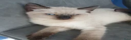 Siamese cats for sale: Siamese/ Ghost tabby  - Advert 5