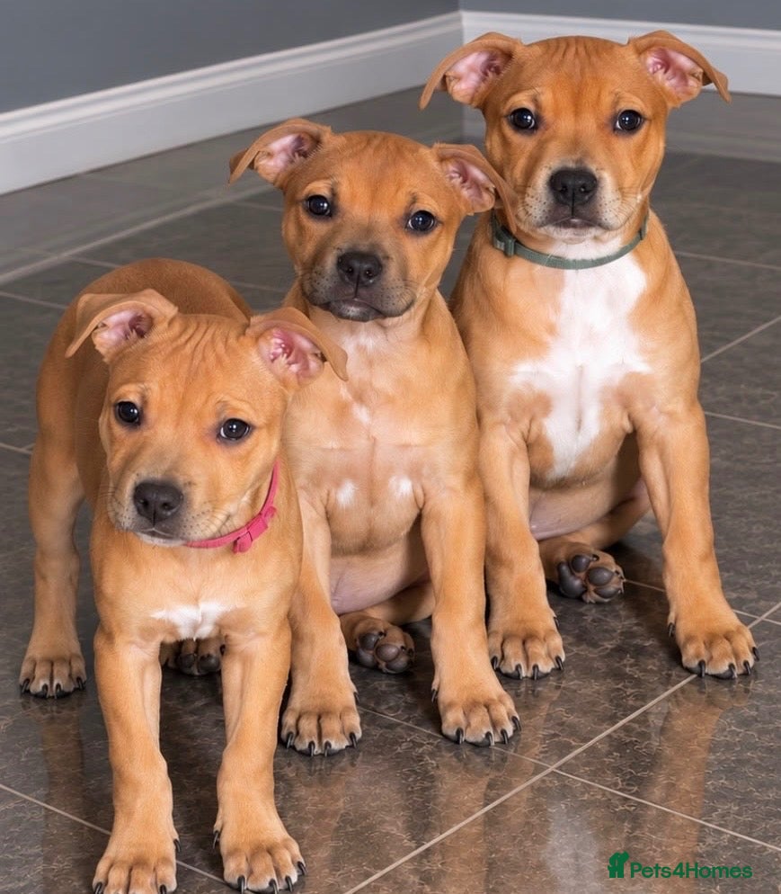 Staffordshire Bull Terrier dogs for sale: 🐾 STUNNING RED STAFFIE PUPPIES 🐾 - Advert 1