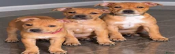 Staffordshire Bull Terrier dogs for sale: 🐾 STUNNING RED STAFFIE PUPPIES 🐾 - Advert 1