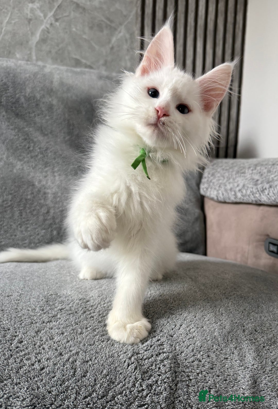 Maine Coon cats for sale: Maine Coon Kittens TICA Registered Cattery  - Image 15