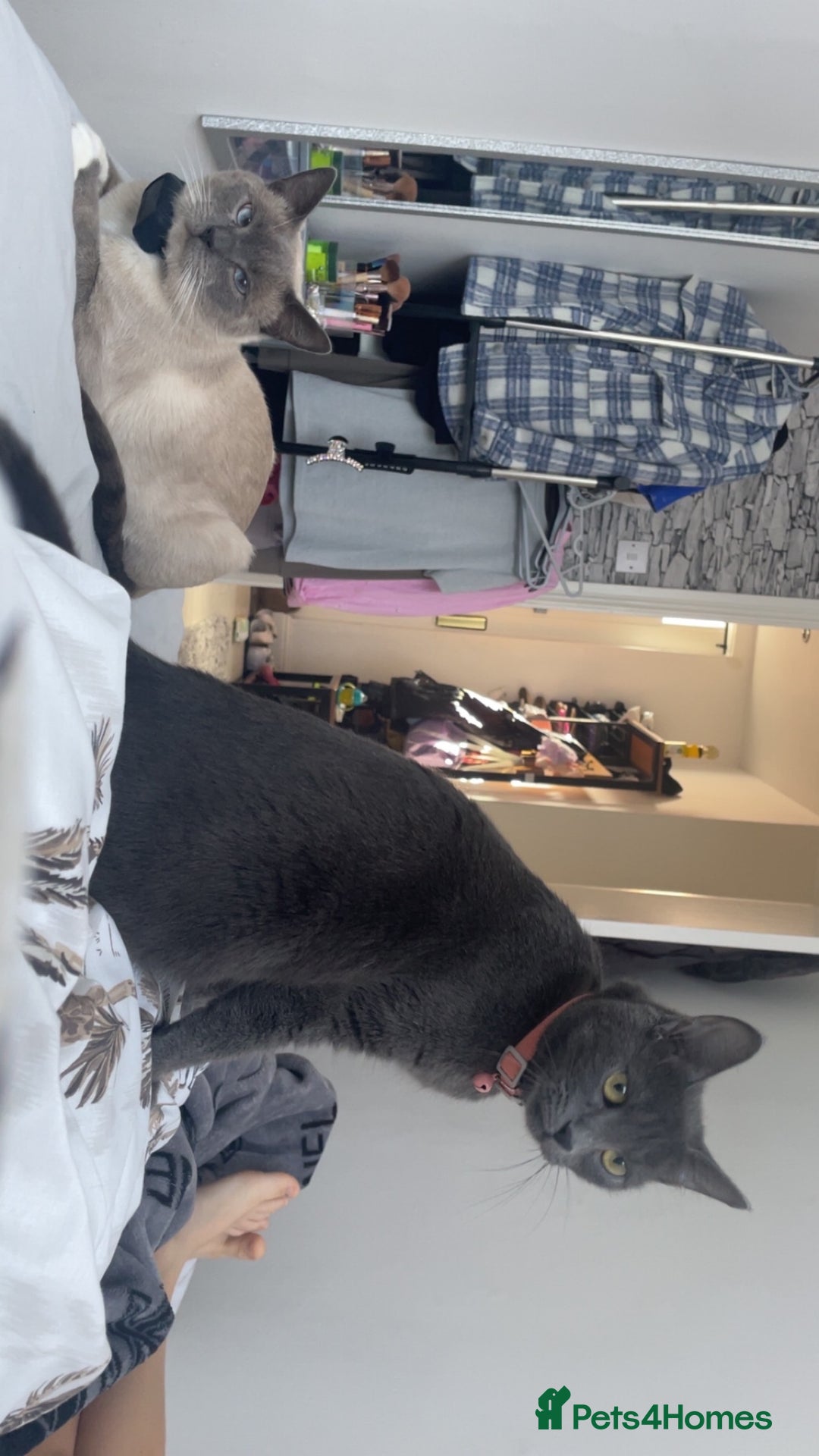 Russian Blue cats for sale: Russian blue x Ragdoll boy kitten  - Image 8