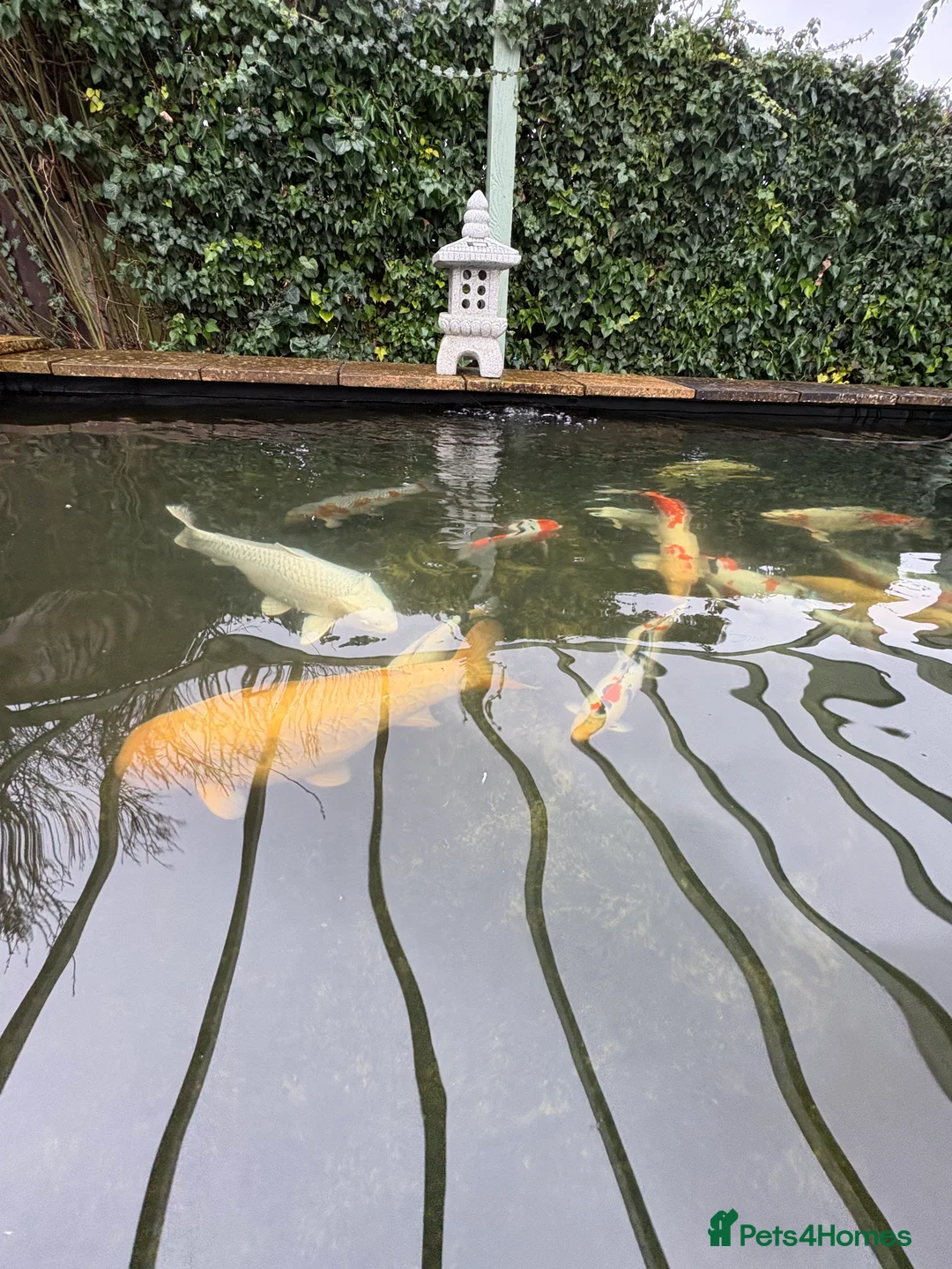 Koi Carp fish for sale: Various Koi Carp - Advert 1