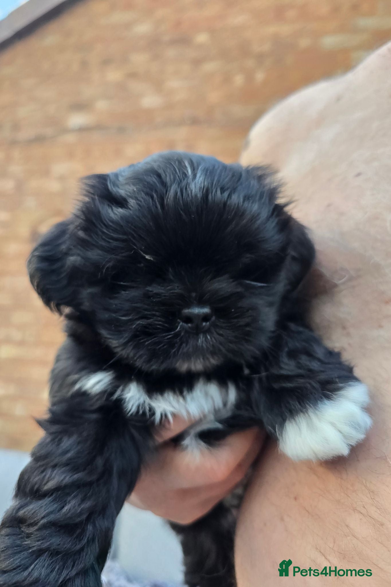 Lhasa Apso dogs 💙 Fabulous RKC Black Male Lhasa Apso PRA Clear - Advert 1