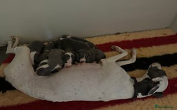 Whippet dogs for sale: Kc reg whippets Hear and eye tested parents  - Image 2