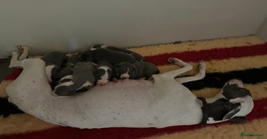 Whippet dogs - Advert 8