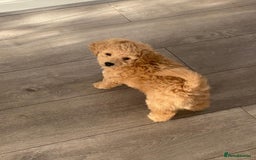 Toy Poodle dogs for sale: Beautiful Toy Poodle Puppy - Advert 12