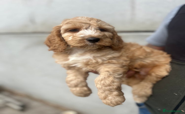 Cockapoo dogs - Advert 1
