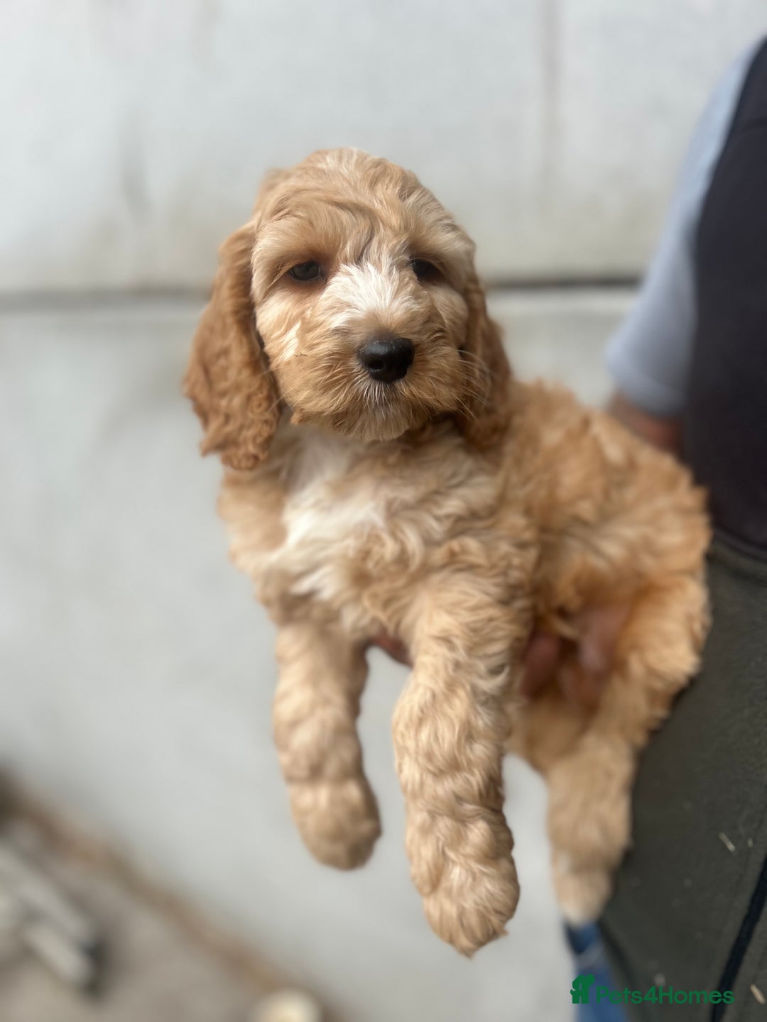 Cockapoo dogs for sale: Cockapoo Puppies - Image 1