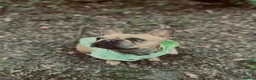 French Bulldog dogs for sale: Beautiful French bulldog for sale  - Advert 4