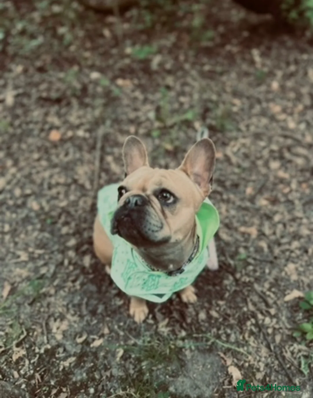 French Bulldog dogs for sale: Beautiful French bulldog for sale  - Advert 4