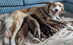 Mixed Breed dogs for sale: Border collie x German shepherd puppies - Image 1