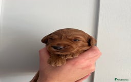 Goldendoodle dogs for sale: Extensively health tested Miniature goldendoodles - Image 9