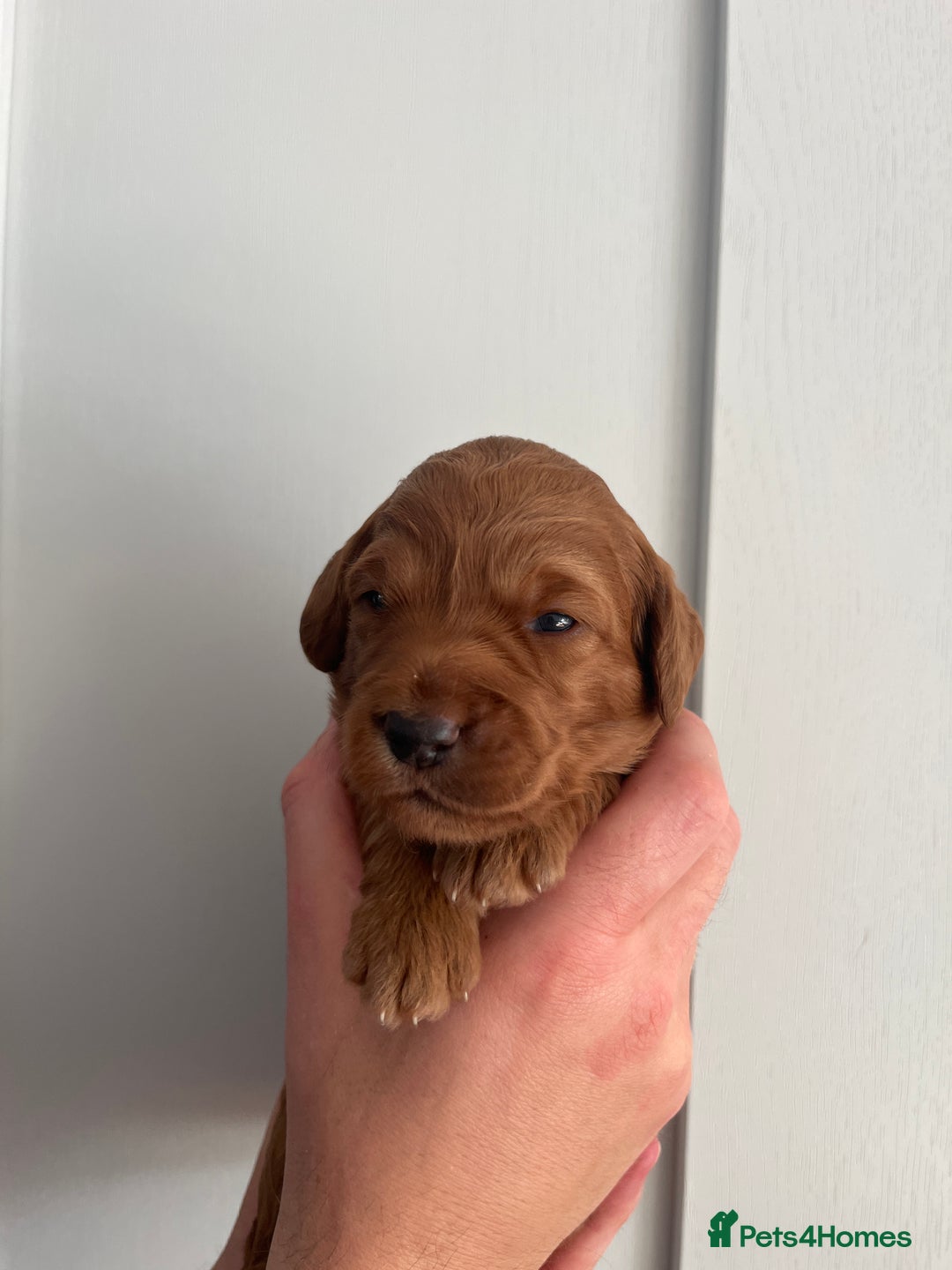 Goldendoodle dogs for sale: Extensively health tested Miniature goldendoodles - Image 9