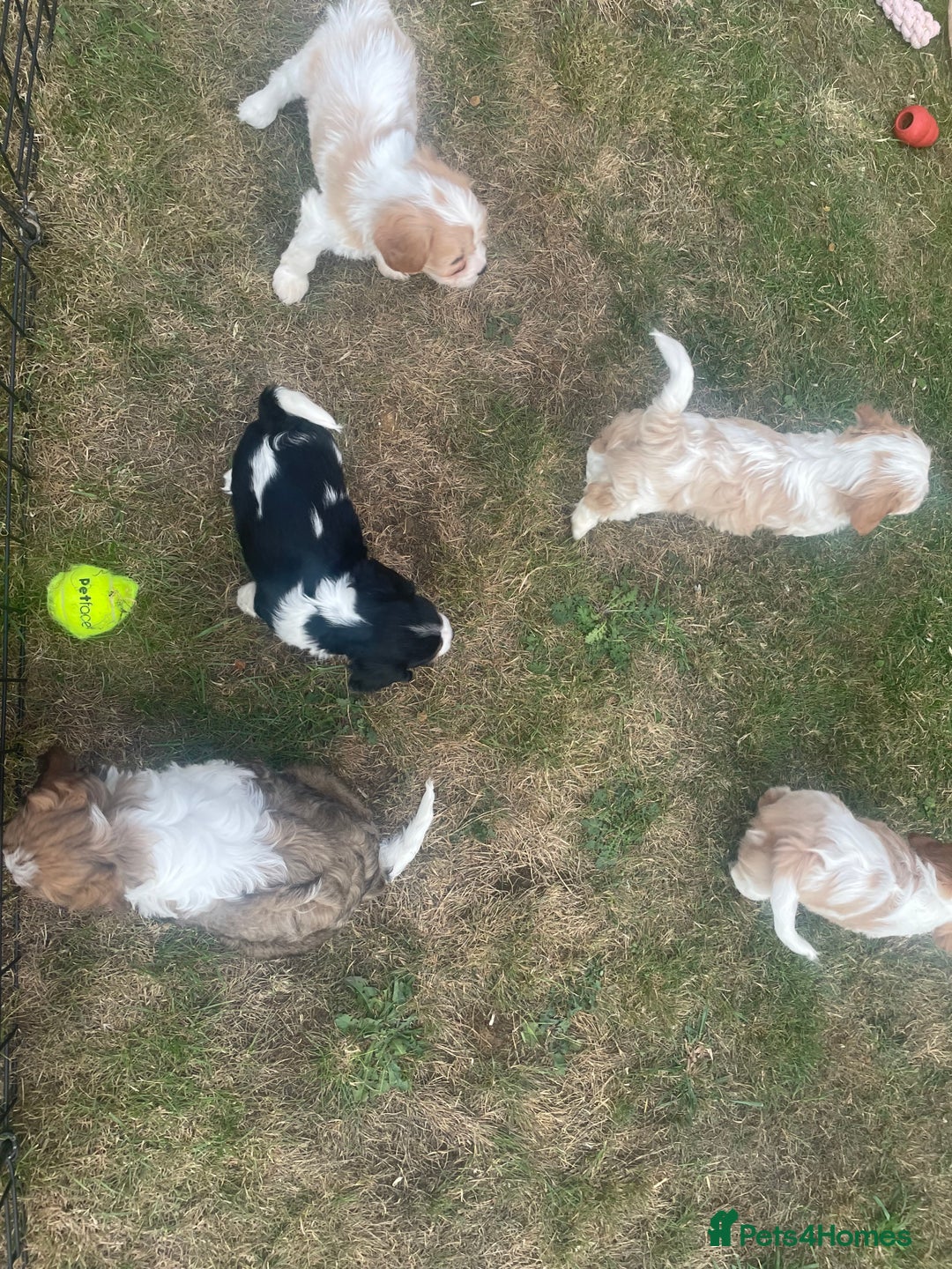 Cavachon dogs for sale: Cavachon puppies  - Image 14