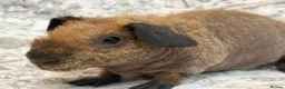 Guinea Pig rodents for sale: Skinny pig, werewolf and Baldwin youngsters/babies - Advert 14