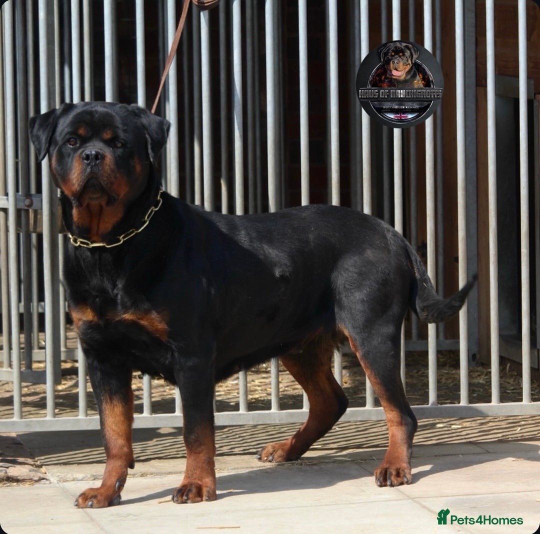Rottweiler dogs for sale: Top Kc Registered Rottweiler Female Puppies - Advert 10