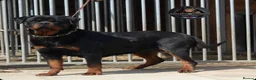 Rottweiler dogs for sale: Top Kc Registered Rottweiler Female Puppies - Advert 17