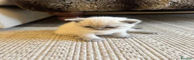 British Shorthair Kitten 1