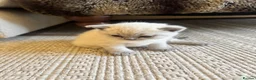 British Shorthair cats for sale: FULL PEDIGREE SHORTHAIR KITTENS IN THE COTSWOLDS - Advert 14