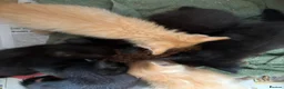 Ragdoll cats for sale: Six half ragdoll kittens, four black, two ginger - Advert 18