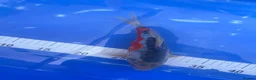 Koi Carp fish for sale: Japanese koi for sale’s  - Advert 3