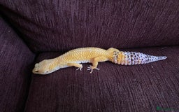 Leopard Gecko reptiles for sale: Leopard Gecko and Vivarium complete set - Image 3