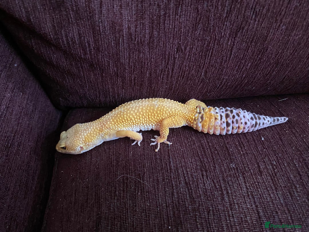 Leopard Gecko reptiles for sale: Leopard Gecko and Vivarium complete set - Image 3