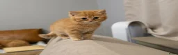 British Shorthair cats for sale: Beautiful Ginger Girl Tabby BSH Kitten - Advert 15