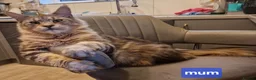 Maine Coon cats for sale: Sweet Maine coon - Advert 2