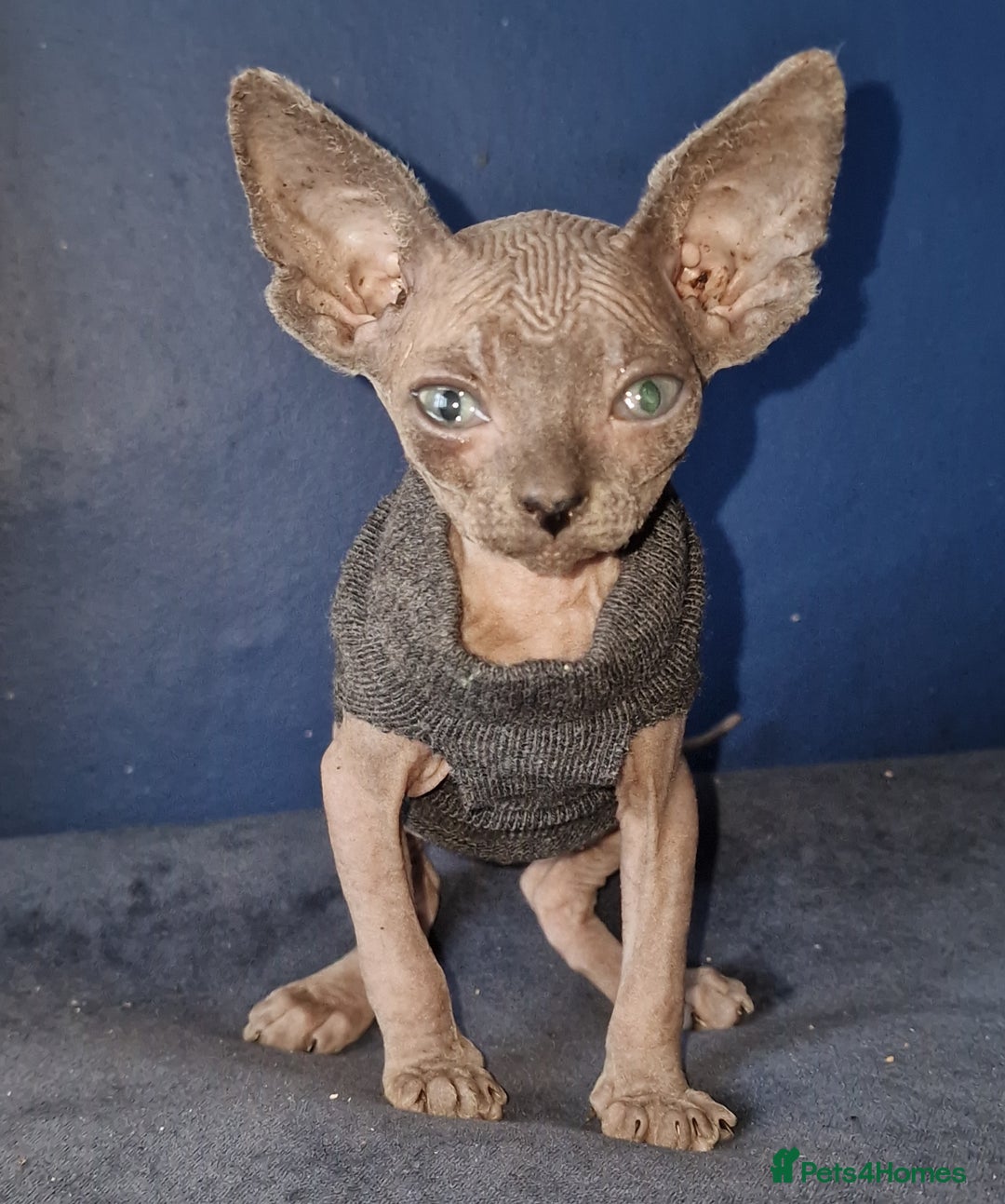 Sphynx cats for sale: Gorgeous Canadian Sphynx kittens - Image 8