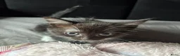 Mixed Breed cats for sale: 4 beautiful kittens  - Advert 6