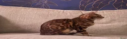 Bengal cats for sale: Gorgeous brown rosetted Bengal queen,tica reg✅ - Advert 8