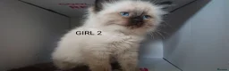 Ragdoll cats for sale: 100% RAGDOLL Kittens😻😽😺 - Advert 2
