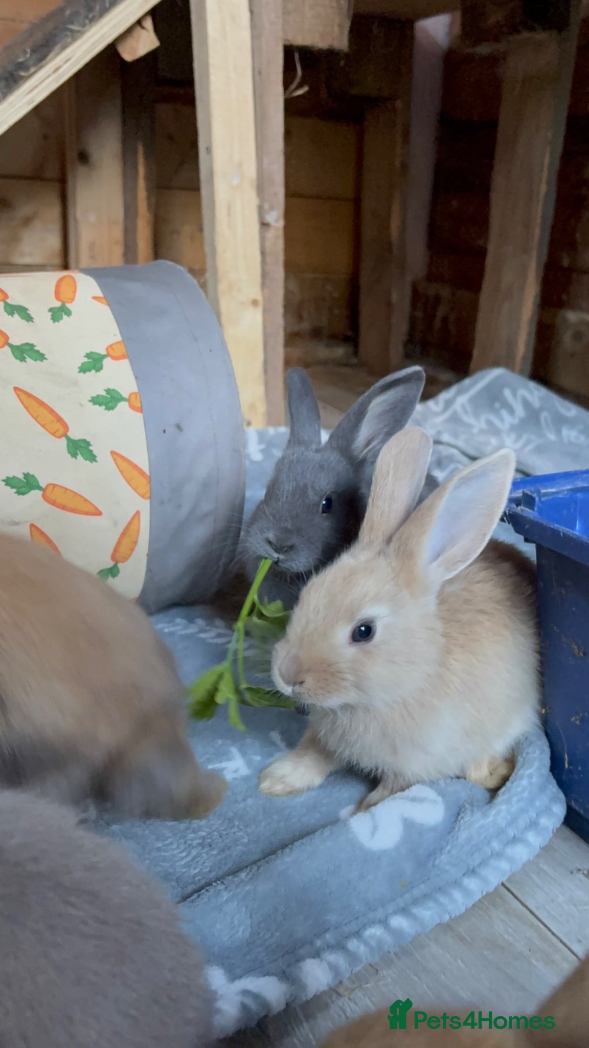 Mixed Breed rabbits 7 Baby Rabbits Looking for Their Forever Home - Advert 1