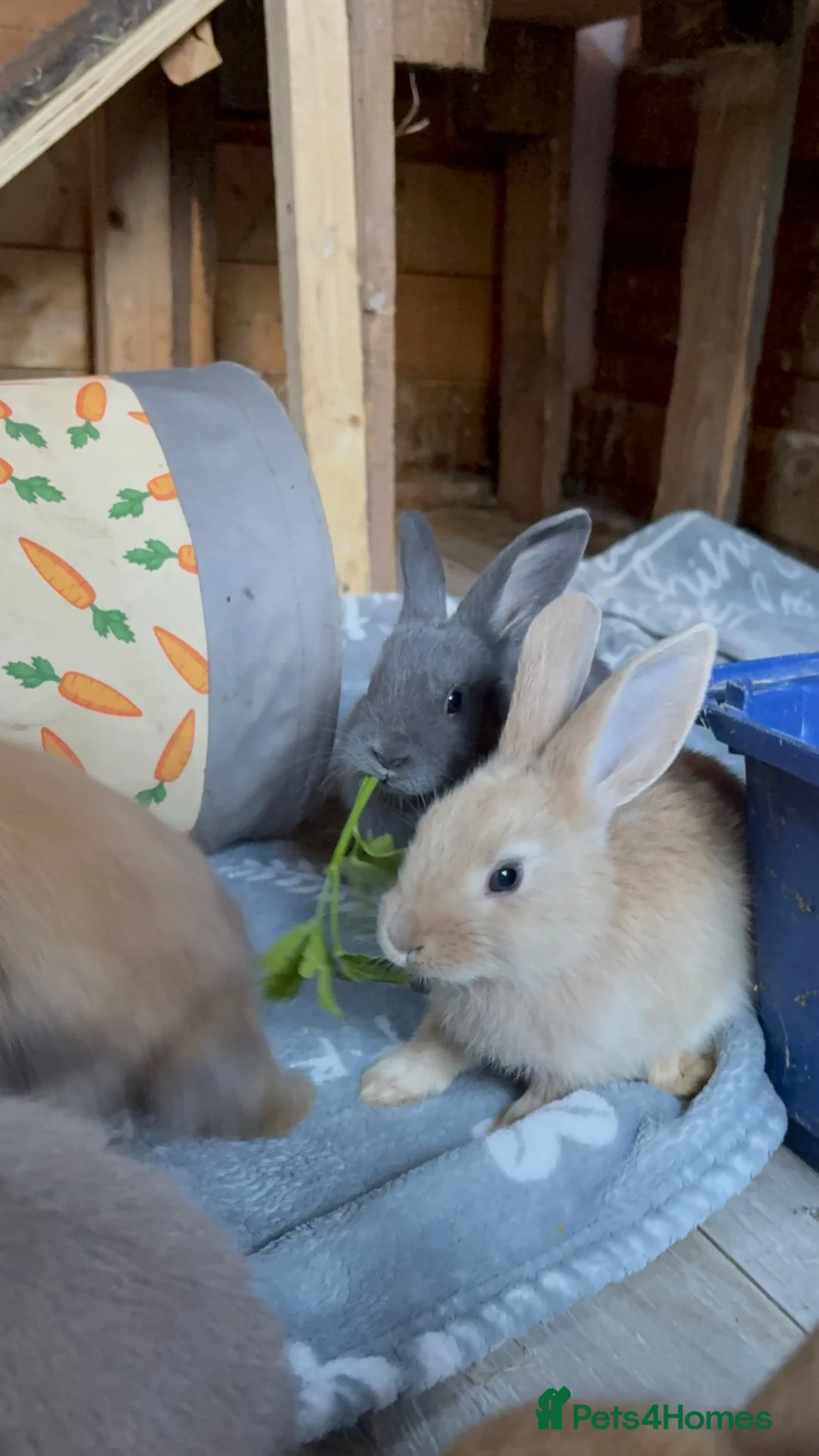 Mixed Breed rabbits for sale: 7 Baby Rabbits Looking for Their Forever Home - Advert 1