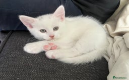 Khao Manee cats for sale: White Scottish fold mix - Image 10