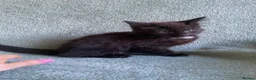 Mixed Breed cats for sale: BSH x boy kittens  - Advert 22