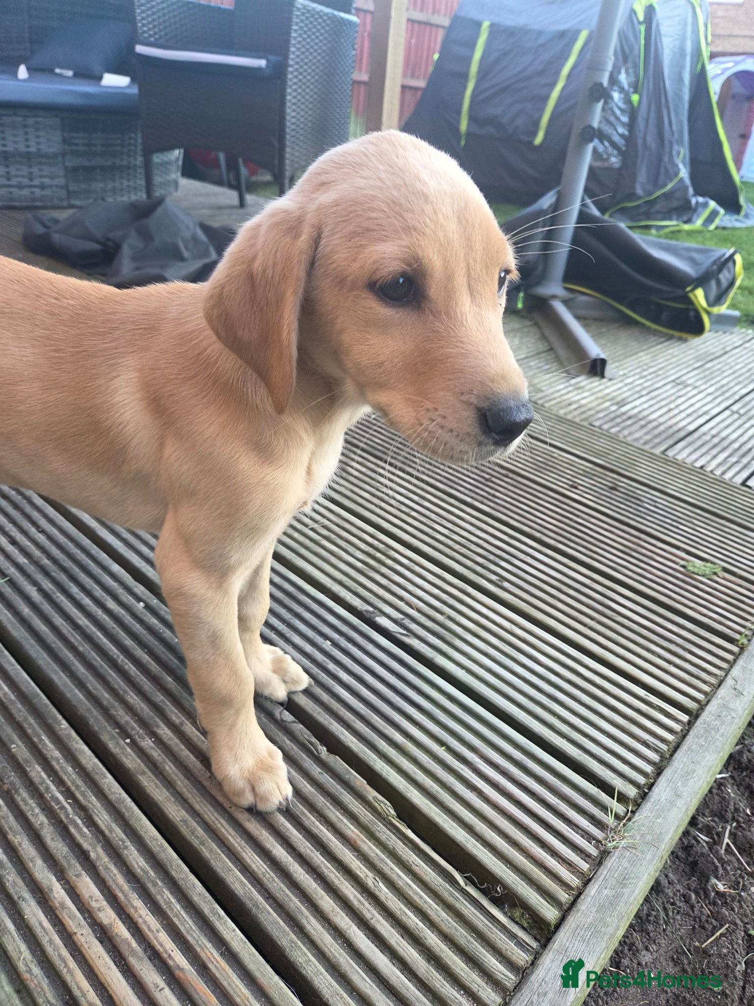 Labrador Retriever dogs Reduced Last female KC registered lab pup  - Advert 6