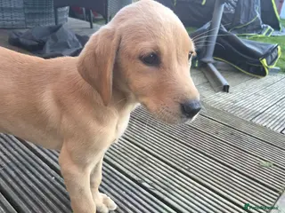 Labrador Retriever dogs Reduced Last female KC registered lab pup - Advert 6