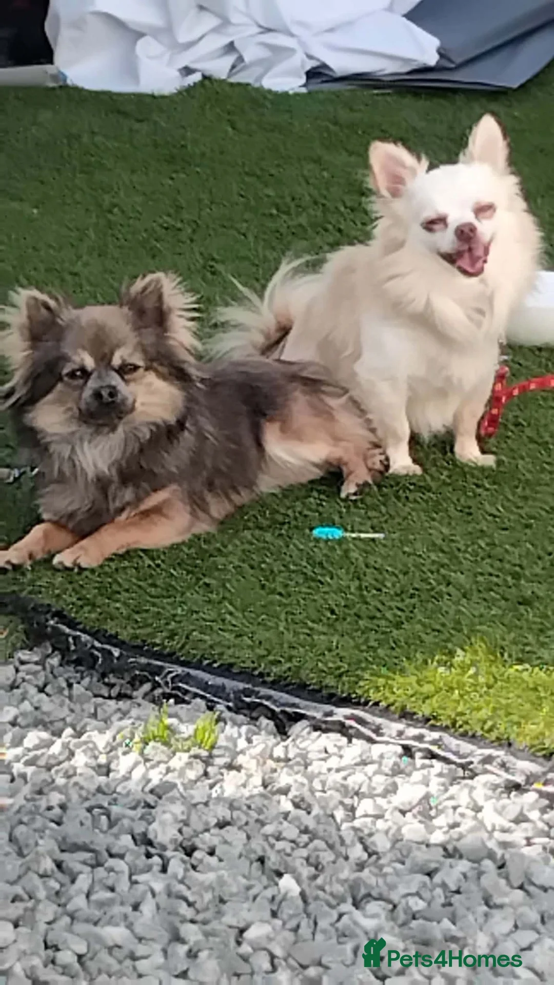 Chihuahua dogs for sale: Tiny chihuahua puppies  - Advert 1