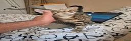 Mixed Breed cats for sale: Cute tabby kitten - Advert 3