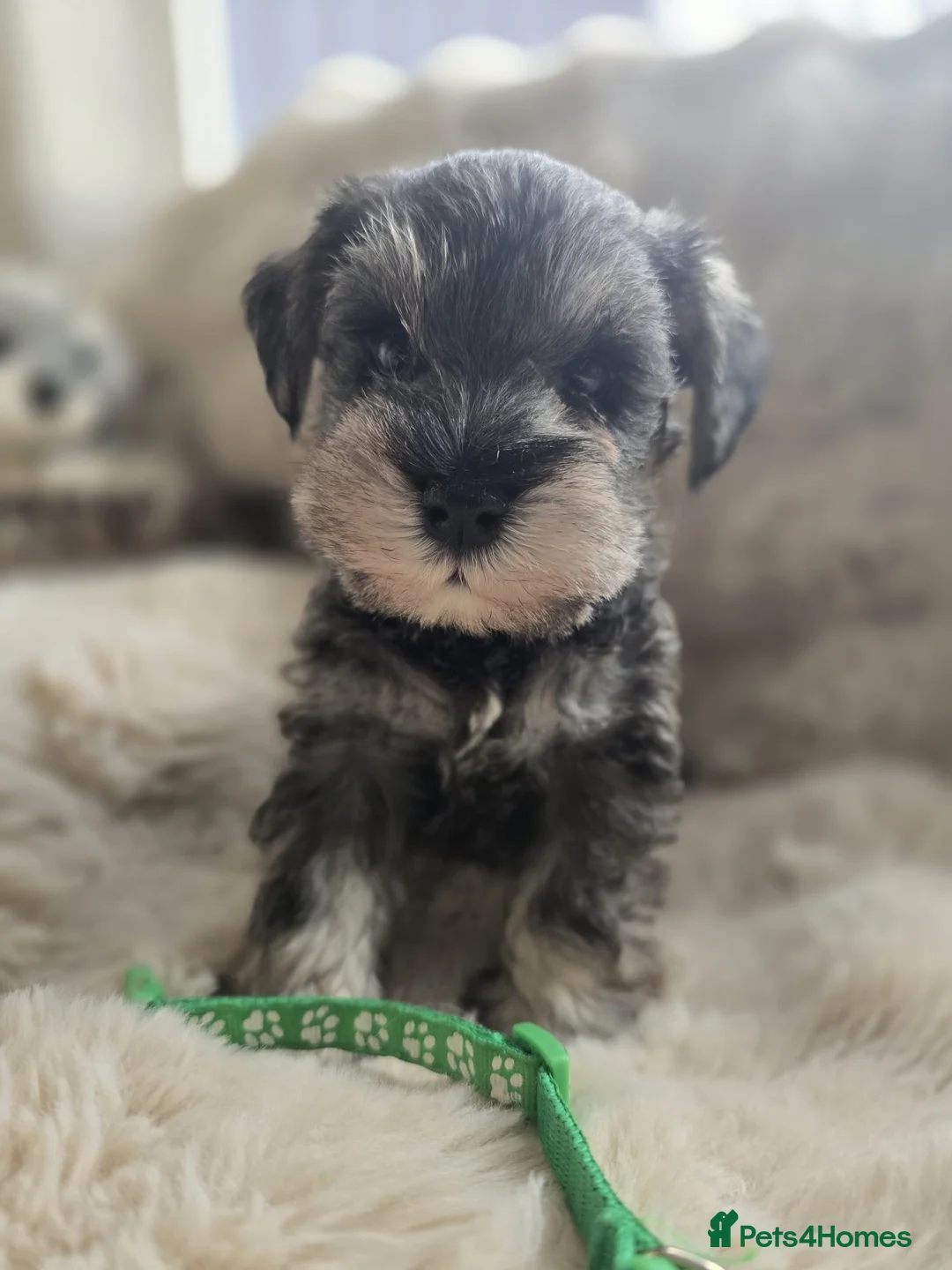 Miniature Schnauzer dogs for sale: RKC reg 2 boys 1 girl available end of FEB - Advert 3