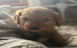 Cocker Spaniel dogs for sale: Beautiful puppies  - Advert 6